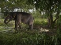 Kawanan Gajah Tersapu Banjir Bandang di Thailand, 6 Mati