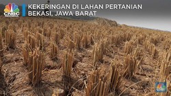 Bekasi Kemarau, Warga Sampai Mandi dan Cuci Baju di Kali