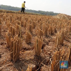 Petani Lapor Sawah Kering-Batal Panen, Produksi Beras RI Lenyap Segini