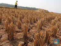 El Nino 'Serang' RI, Mentan Sebut 6 Provinsi Ini Juru Selamat