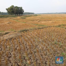 Wah, Spekulan Tanah Bakal Kena Pajak Progresif