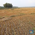 Musim Kemarau Datang, Kurang 25% Lahan Masuk Asuransi