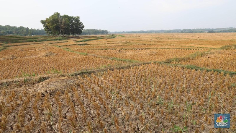 Akibat kemarau yang melanda, sejumlah lahan pertanian di Desa Ridogalih, Cibarusah, Jawa Barat mengalami kekeringan.