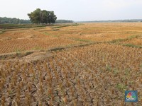 Wah, Spekulan Tanah Bakal Kena Pajak Progresif