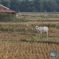 Kemarau Sudah Dimulai, BMKG Ungkap Sejumlah Risiko Ini