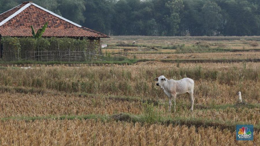 Suasana luas area lahan pertanian di Kecamatan Cibarusah yang mengalami kekeriangan akibat musim kemarau, Desa Ridogalih, Cibarusa, Jawa Barat. Dikutip berita Cikarang.com Camat Cibarusah, Enop Can mengatakan saat ini terdapat kurang lebih 50 hektar lahan pertanian yang ada di wilayahnya mengalami kekeringan. Lahan pertanian itu tersebar di 3 desa, yakni Ridogalih, Ridomanah dan Sirnajati. berdasarkan data Dinas Pertanian Kabupaten Bekasi per tanggal 15 Juni 2019, dari total 22.174 hektare lahan pertanian yang tersebar di 23 kecamatan di Kabupaten Bekasi, sebanyak 791 hektar telah dilanda kekeringan. Kekeringan lahan pertanian di Kabupaten Bekasi terjadi di 3 kecamatan yakni Bojongmangu 716 hektar, Sukatani 47 hektar dan Cibarusah 28 hektar. (CNBC Indonesia/Muhammad Sabki)