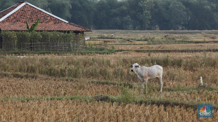 sawah kekeringan akibat kemarau di Cibarusah Suasana luas area lahan pertanian di Kecamatan Cibarusah yang mengalami kekeriangan akibat musim kemarau, Desa Ridogalih, Cibarusa, Jawa Barat. Dikutip berita Cikarang.com Camat Cibarusah, Enop Can mengatakan saat ini terdapat kurang lebih 50 hektar lahan pertanian yang ada di wilayahnya mengalami kekeringan. Lahan pertanian itu tersebar di 3 desa, yakni Ridogalih, Ridomanah dan Sirnajati. berdasarkan data Dinas Pertanian Kabupaten Bekasi per tanggal 15 Juni 2019, dari total 22.174 hektare lahan pertanian yang tersebar di 23 kecamatan di Kabupaten Bekasi, sebanyak 791 hektar telah dilanda kekeringan. Kekeringan lahan pertanian di Kabupaten Bekasi terjadi di 3 kecamatan yakni Bojongmangu 716 hektar, Sukatani 47 hektar dan Cibarusah 28 hektar. (CNBC Indonesia/Muhammad Sabki)