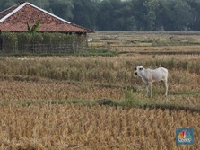 Luas Panen & Produksi Padi Naik, Pangan Aman Nih?