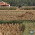 Dilibas Pabrik Hingga Perumahan, 650 Ribu Ha Sawah Musnah