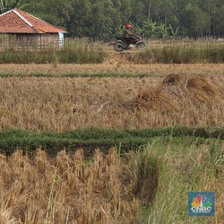 Dilibas Pabrik Hingga Perumahan, 650 Ribu Ha Sawah Musnah