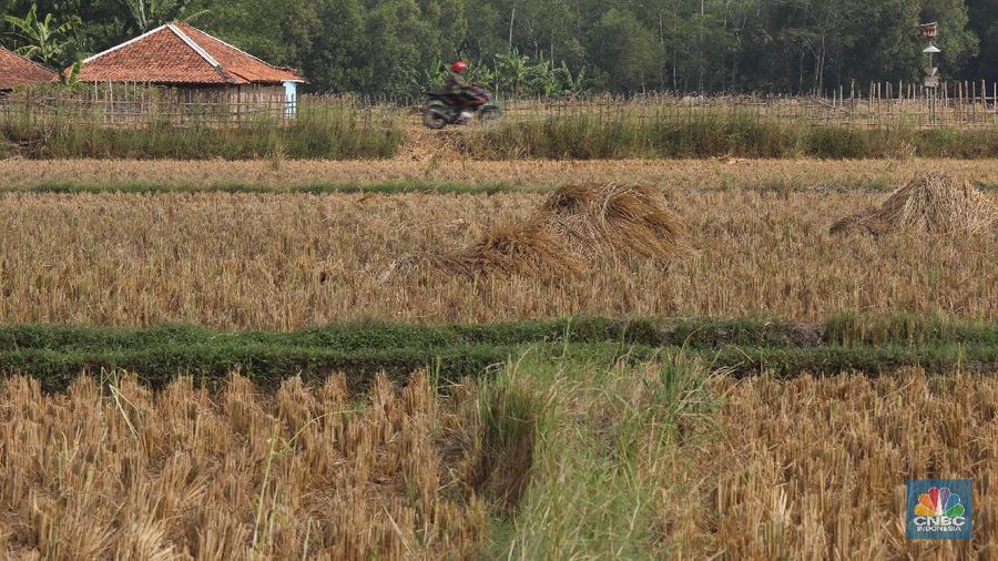 Suasana luas area lahan pertanian di Kecamatan Cibarusah yang mengalami kekeriangan akibat musim kemarau, Desa Ridogalih, Cibarusa, Jawa Barat. Dikutip berita Cikarang.com Camat Cibarusah, Enop Can mengatakan saat ini terdapat kurang lebih 50 hektar lahan pertanian yang ada di wilayahnya mengalami kekeringan. Lahan pertanian itu tersebar di 3 desa, yakni Ridogalih, Ridomanah dan Sirnajati. berdasarkan data Dinas Pertanian Kabupaten Bekasi per tanggal 15 Juni 2019, dari total 22.174 hektare lahan pertanian yang tersebar di 23 kecamatan di Kabupaten Bekasi, sebanyak 791 hektar telah dilanda kekeringan. Kekeringan lahan pertanian di Kabupaten Bekasi terjadi di 3 kecamatan yakni Bojongmangu 716 hektar, Sukatani 47 hektar dan Cibarusah 28 hektar. (CNBC Indonesia/Muhammad Sabki)