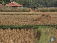 Pusat Lumbung Pangan RI Bakal Digeser ke Kalimantan Tengah