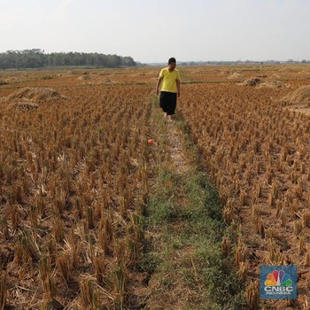 Kering Kerontang, Sawah di Bekasi Kena Kemarau