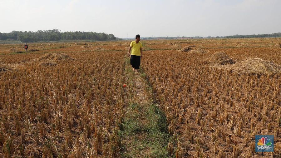 Suasana luas area lahan pertanian di Kecamatan Cibarusah yang mengalami kekeriangan akibat musim kemarau, Desa Ridogalih, Cibarusa, Jawa Barat. Dikutip berita Cikarang.com Camat Cibarusah, Enop Can mengatakan saat ini terdapat kurang lebih 50 hektar lahan pertanian yang ada di wilayahnya mengalami kekeringan. Lahan pertanian itu tersebar di 3 desa, yakni Ridogalih, Ridomanah dan Sirnajati. berdasarkan data Dinas Pertanian Kabupaten Bekasi per tanggal 15 Juni 2019, dari total 22.174 hektare lahan pertanian yang tersebar di 23 kecamatan di Kabupaten Bekasi, sebanyak 791 hektar telah dilanda kekeringan. Kekeringan lahan pertanian di Kabupaten Bekasi terjadi di 3 kecamatan yakni Bojongmangu 716 hektar, Sukatani 47 hektar dan Cibarusah 28 hektar. (CNBC Indonesia/Muhammad Sabki)