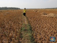 Kering Kerontang, Sawah di Bekasi Kena Kemarau
