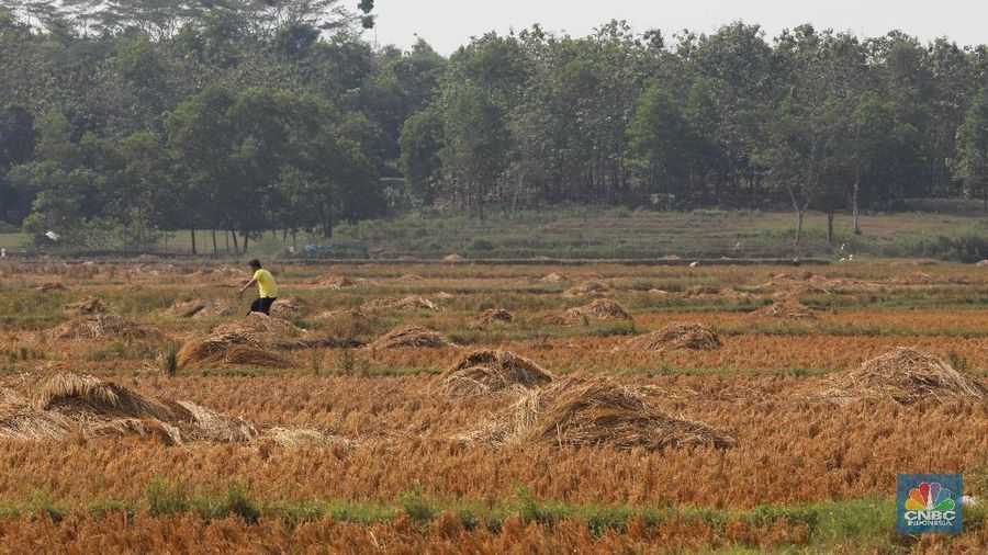 Wacana pengenaan pajak progresif untuk pemilik lebih dari satu bidang lahan akan masuk revisi UU perpajakan.