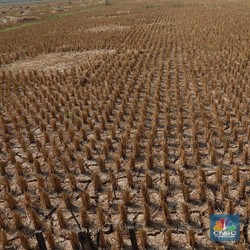 Awas! Kekeringan Ekstrem Bakal Terjadi di Wilayah Ini