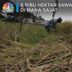 100 Ribu Hektar Lebih Lahan Kekeringan, Produksi Masih Aman?