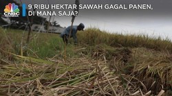100 Ribu Hektar Lebih Lahan Kekeringan, Produksi Masih Aman?