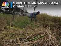 100 Ribu Hektar Lebih Lahan Kekeringan, Produksi Masih Aman?