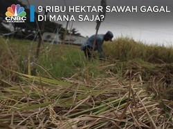 100 Ribu Hektar Lebih Lahan Kekeringan, Produksi Masih Aman?