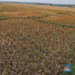 Bukan Covid, Ini Tantangan Terberat Pertanian di 2022