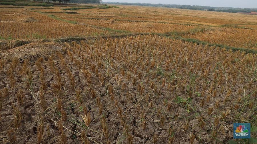 Suasana luas area lahan pertanian di Kecamatan Cibarusah yang mengalami kekeriangan akibat musim kemarau, Desa Ridogalih, Cibarusa, Jawa Barat. Dikutip berita Cikarang.com Camat Cibarusah, Enop Can mengatakan saat ini terdapat kurang lebih 50 hektar lahan pertanian yang ada di wilayahnya mengalami kekeringan. Lahan pertanian itu tersebar di 3 desa, yakni Ridogalih, Ridomanah dan Sirnajati. berdasarkan data Dinas Pertanian Kabupaten Bekasi per tanggal 15 Juni 2019, dari total 22.174 hektare lahan pertanian yang tersebar di 23 kecamatan di Kabupaten Bekasi, sebanyak 791 hektar telah dilanda kekeringan. Kekeringan lahan pertanian di Kabupaten Bekasi terjadi di 3 kecamatan yakni Bojongmangu 716 hektar, Sukatani 47 hektar dan Cibarusah 28 hektar. (CNBC Indonesia/Muhammad Sabki)