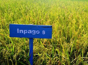 Geliat Peneliti Kementan Kembangkan Riset Padi Gogo