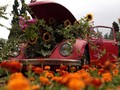 FOTO: Lompatan Terakhir Si Kodok, VW Beetle