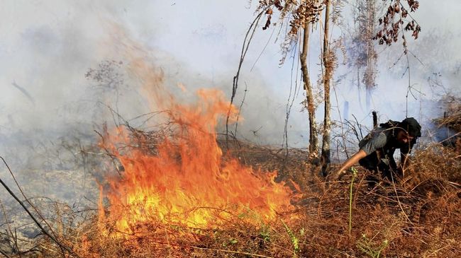 Jokowi Perintahkan BNPB Segera Setop Kebakaran Hutan