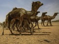 Kekeringan, 10 Ribu Unta di Australia Terancam Ditembak