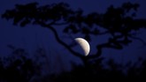 Saat terjadi gerhana sebagian, Bulan terlihat berwarna gelap, merah, tembaga, jingga, atau coklat. (REUTERS/Ueslei Marcelino)