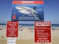 FOTO: Waspada Hiu Putih di Cape Cod