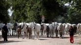UNESCO mengakui peternakan yang berada di timur Ceko ini sebagai salah satu lokasi pembiakan kuda terkemuka di Eropa. (REUTERS/David W Cerny)