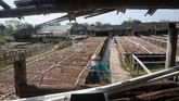 Butuh waktu sekitar 10 hari (di musim kemarau) hingga 15 hari (ketika cuaca mendung) untuk membentuk garam. (ANTARA FOTO/Yusuf Nugroho)