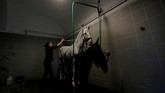 Saat itu kuda jantan dengan tubuh kuat dipandang sebagai simbol kekuatan Habsburg. (REUTERS/David W Cerny)