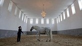Kuda Klaudreber termasuk dalam salahs atu ras kuda tertua di dunia yang tela dikembangkbiakkan untuk menarik kereta kerajaan. (REUTERS/David W Cerny)