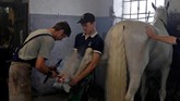 Di era Kaisar Rudolf II lokasi pertanian ini menjadi tempat keluarga kaisar mengembangkan carietas kuda hitam untuk mengangkut para uskup saat upacara religi. (REUTERS/David W Cerny)