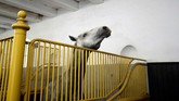 Peternakan kuda yang telah eksis sejak kera kerajaan Ceko ini telah ada sejak tahun 1500-an. (REUTERS/David W Cerny)