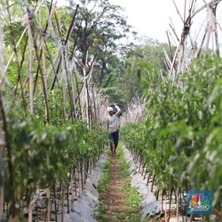 Dari Petani hingga Pedagang Bisa Ikut program DPLK BRI