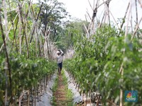 Dari Petani hingga Pedagang Bisa Ikut program DPLK BRI