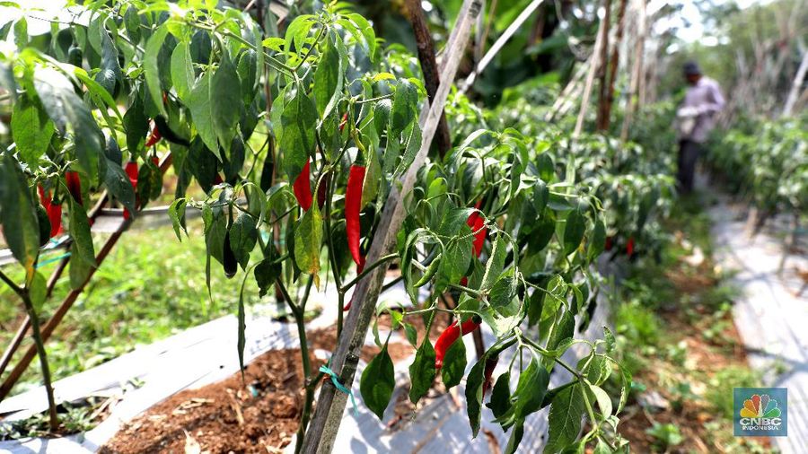 Di Bogor Petani Cabai Meraup Untung di Tengah Kemarau (CNBC Indonesia/ Muhammad Sabki)