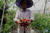 Duh! Harga Cabai Merah Makin 'Pedas' Jelang Nataru