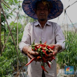 Tak Hanya Cabai, Harga Bawang Bakal 'Pedas' Jelang Natal