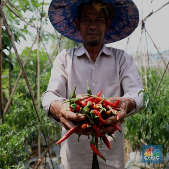 Kemarau, Petani Cabai di Bogor Justru Raup Cuan Jutaan Rupiah