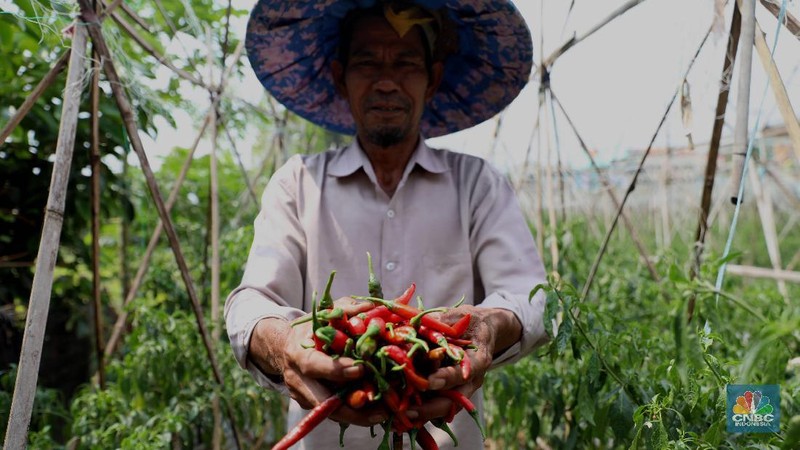 Petani cabai di Bogor, Jawa Barat (22/7/2019), meraup untung di tengah musim kemarau panjang dengan menaikan harga jual di tingkat petani.