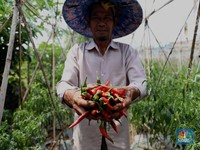Natalan, Harga Cabai Merah Masih 'Pedas' nih!