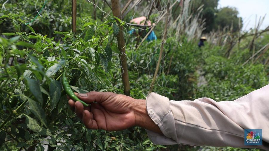 Petani cabai di Bogor, Jawa Barat (22/7/2019), meraup untung di tengah musim kemarau panjang dengan menaikan harga jual di tingkat petani.