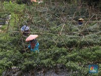 Mulai Membaik, Nilai Tukar Petani Juli 2019 Naik 0,29%