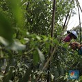 Miris! RI Krisis Petani, Cangkul 99% Impor & Manufaktur Loyo